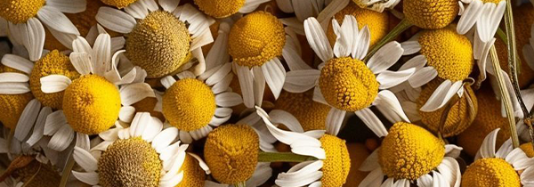 Chamomile