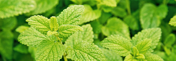 Lemon Balm